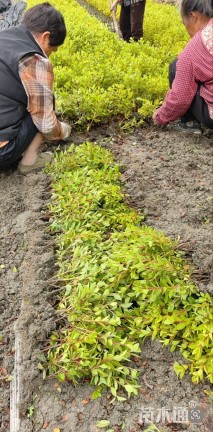 高度25厘米杜鹃