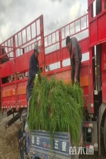 高度25厘米麦冬