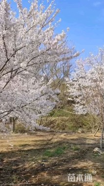 18公分染井吉野樱