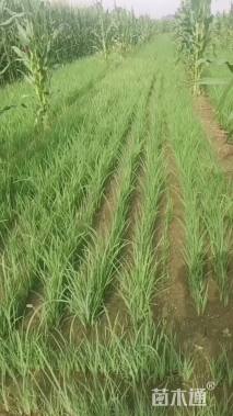 高度60厘米马莲