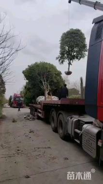 高度350厘米丛生桂花