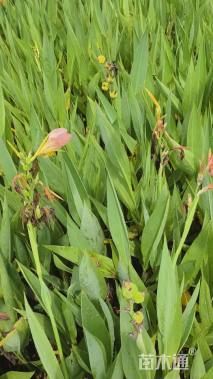 高度30厘米美人蕉