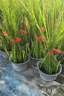 高度60厘米木贼