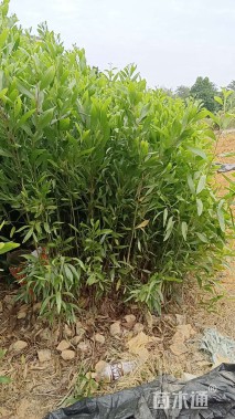 0.5公分大叶相思