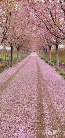 15公分红粉佳人