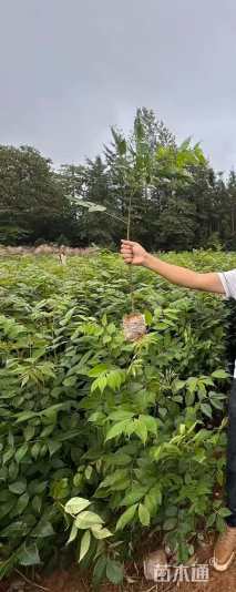 高度60厘米鸡脚连