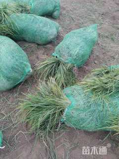 高度20厘米麦冬