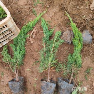 高度60厘米龙柏小苗