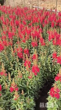 高度40厘米金鱼草