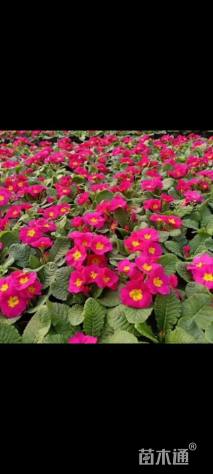 高度5厘米报春花