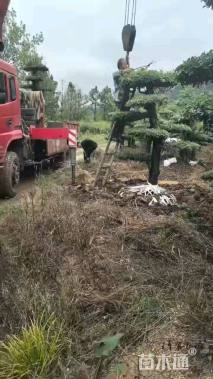 20公分对节白蜡