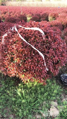 冠幅1.8厘米红叶石楠球