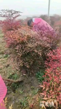 高度80厘米南天竹