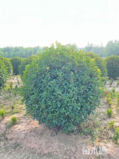 冠幅250厘米红叶石楠球