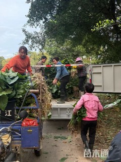 高度30厘米海芋