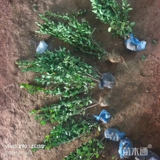 高度20厘米瓜子黄杨小苗