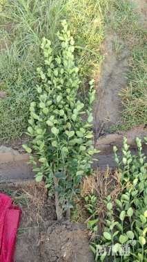 高度150厘米北海道黄杨