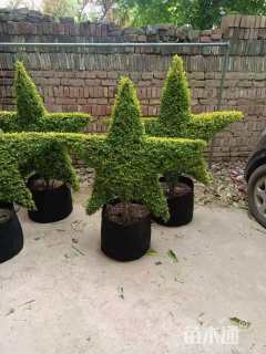 冠幅50厘米亮晶女贞球