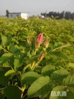 高度20厘米四季玫瑰