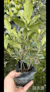 高度30厘米栀子