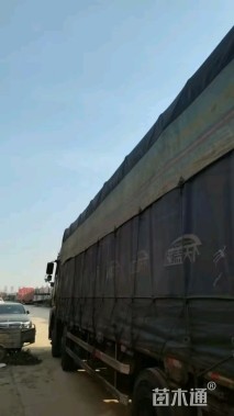 小杯苗黄金间碧玉竹