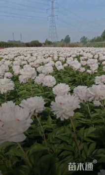 高度50厘米芍药