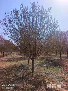 12公分北美海棠