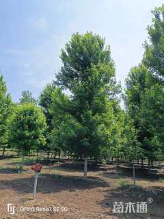 14公分美国红枫