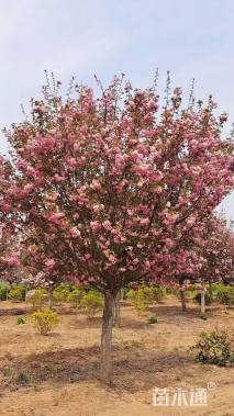 18公分日本晚樱