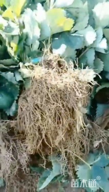 高度18厘米草莓