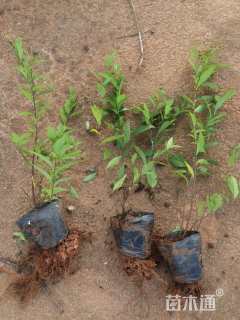 高度25厘米绣线菊