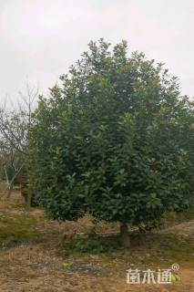 高度350厘米丛生红叶石楠