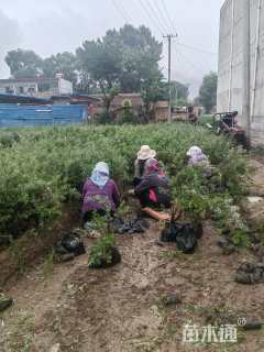 高度69厘米沙棘