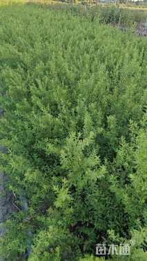 高度40厘米喷雪花