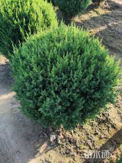 高度60厘米圆柏