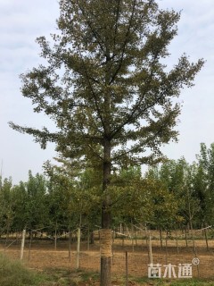 33公分银杏
