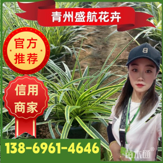 高度15厘米金边麦冬