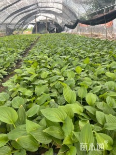 高度15厘米玉簪