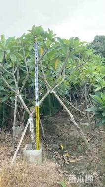 6公分黄花鸡蛋花