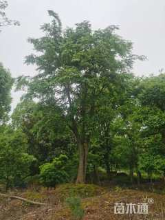 30公分造型女贞