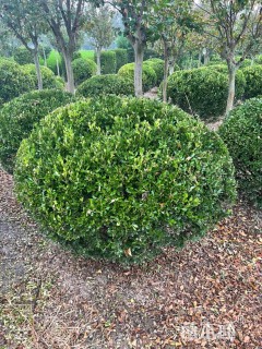 高度150厘米小叶黄杨