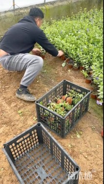 高度40厘米花叶蔓长春