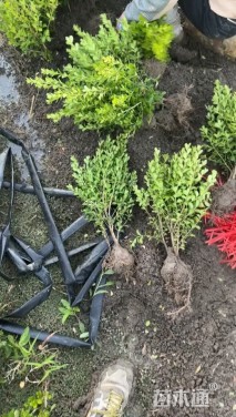 高度40厘米小叶黄杨