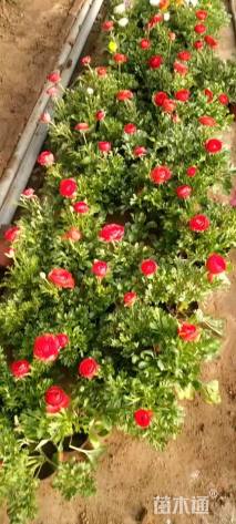 高度20厘米花毛茛