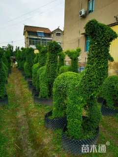 1公分造型小叶女贞