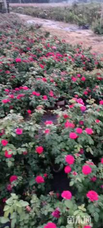 高度35厘米丰花月季