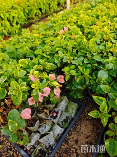 高度25厘米三角梅