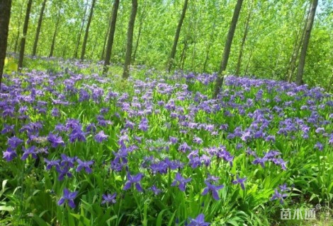 高度30厘米德国鸢尾