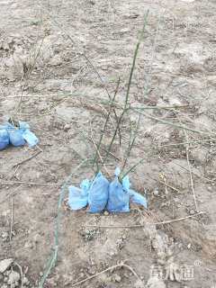 高度60厘米迎春花