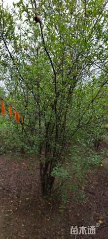 高度300厘米丛生石榴